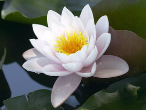 Pourquoi le lotus est-elle la fleur nationale de l'Inde ?