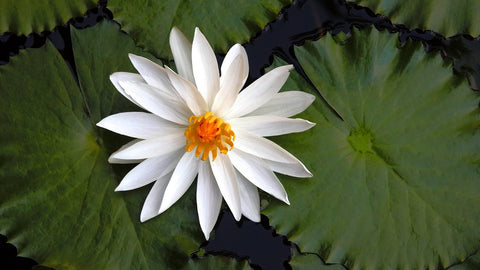 L'importance de la Fleur de Lotus dans la culture Chinoise