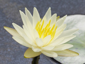 Fleur de lotus : signification et symbolisme culturel et religieux