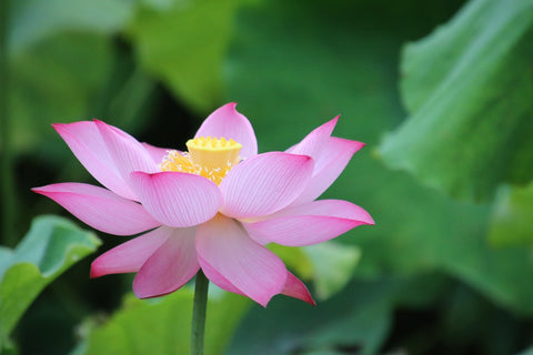 Le lotus au Japon, un symbole historique