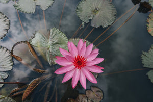 Que symbolise la Fleur de Lotus dans l'Odyssée ?